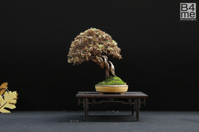 potentilla bonsai